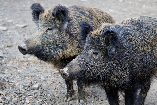 wild-boar-2256296_640